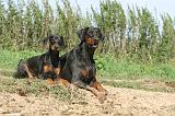DOBERMANN 086